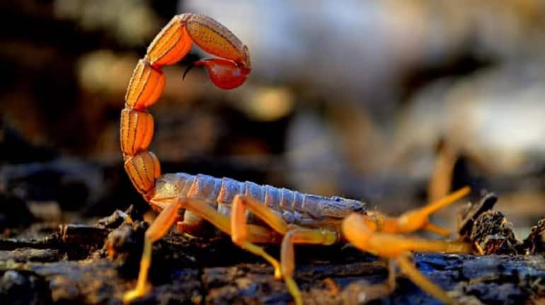 Breast Cancer: बिच्छू के जहर से होगा ब्रेस्ट कैंसर का इलाज! वैज्ञानिकों की चौंकाने वाली खोज