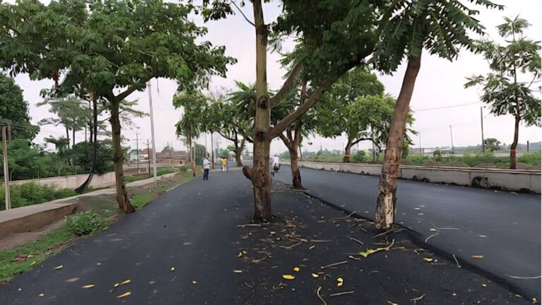 100 करोड़ की सड़क बनाई, लेकिन पेड़ काटना भूल गए! बिहार में इंजीनियरिंग की अनोखी मिसाल