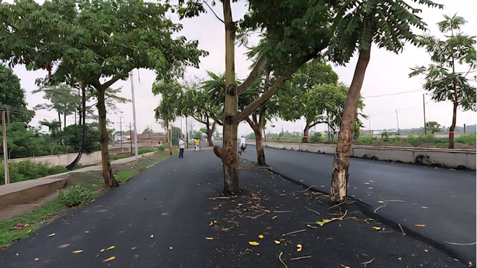 100 करोड़ की सड़क बनाई, लेकिन पेड़ काटना भूल गए! बिहार में इंजीनियरिंग की अनोखी मिसाल