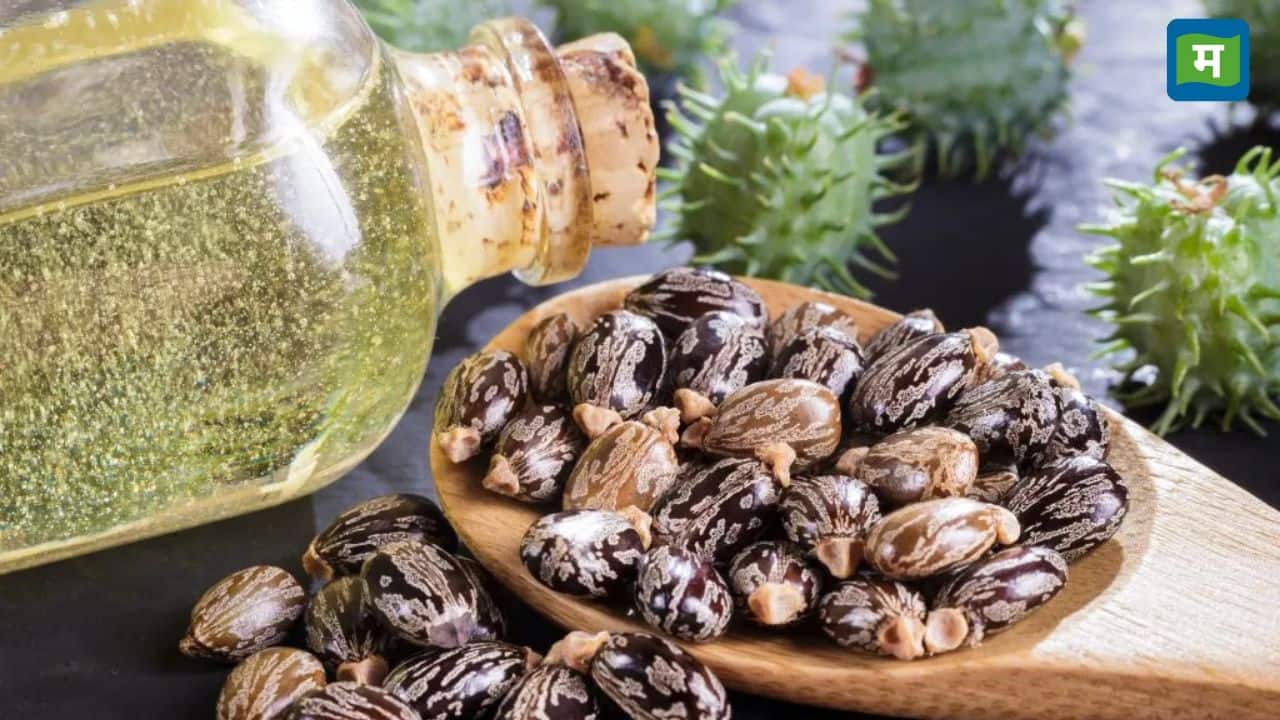 गुजरात में बाजरा, सरसों और अरंडी के किसानों की लगी लॉटरी, थोक बाजार में मिल रही है अच्छी कीमत