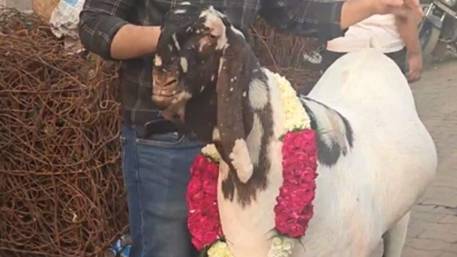 AC में रहने वाला ‘सुल्तान’ बना बकरों का बादशाह, कीमत सुनकर उड़ जाएंगे होश