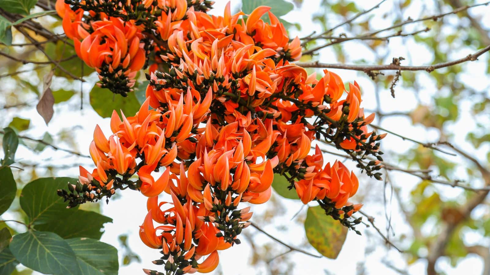 Diabetes: डायबिटीज के लिए रामबाण है यह जंगली फूल, फायदा देख रह जाएंगे दंग