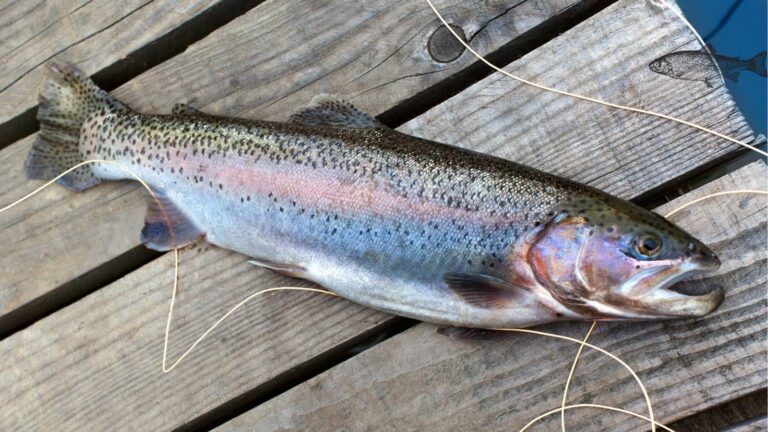 क्या आप जानते हैं? थाली में परोसी मछली मरने से पहले कैसे तड़पती है,  रिसर्च में खुली दर्दनाक सच्चाई!