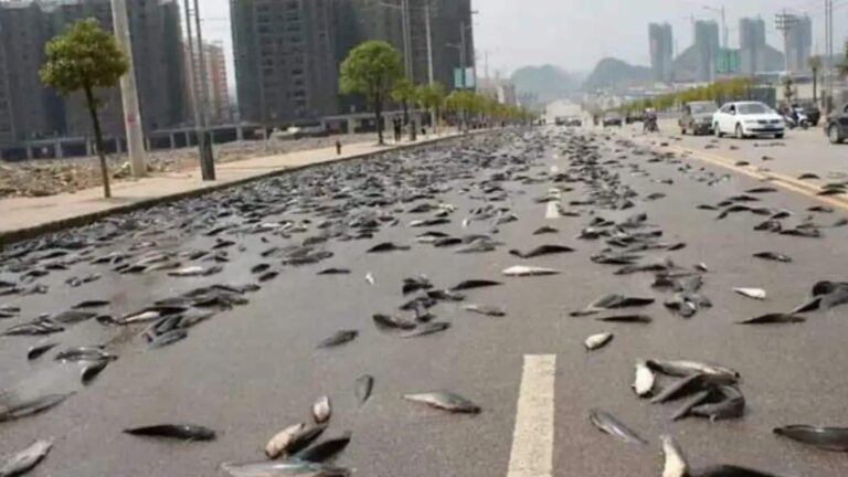 Rain of Fish: 100 सालों से आसमान से बरसती हैं मछलियां, जानिए इस रहस्य से भरे देश के बारे में