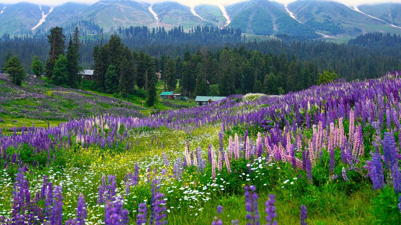 Valley Of Flowers: पर्यटकों के लिए खुली उत्तराखंड की फूलों की घाटी, जानें कब है तक खुली रहेगी