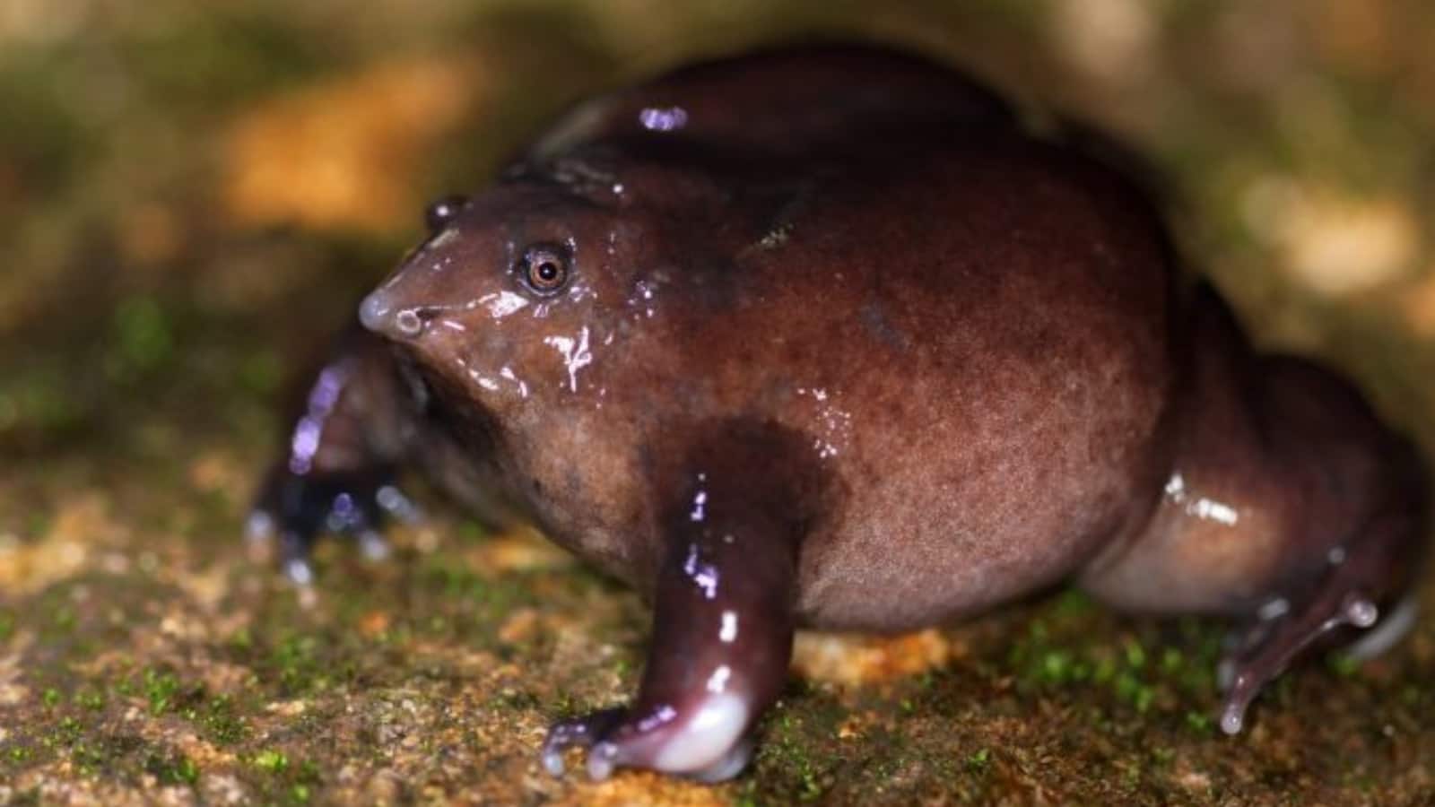 Frog: भारत में मिला 'छुपा रुस्तम', इस मेंढक के किस्से सुन रह जाएंगे दंग!