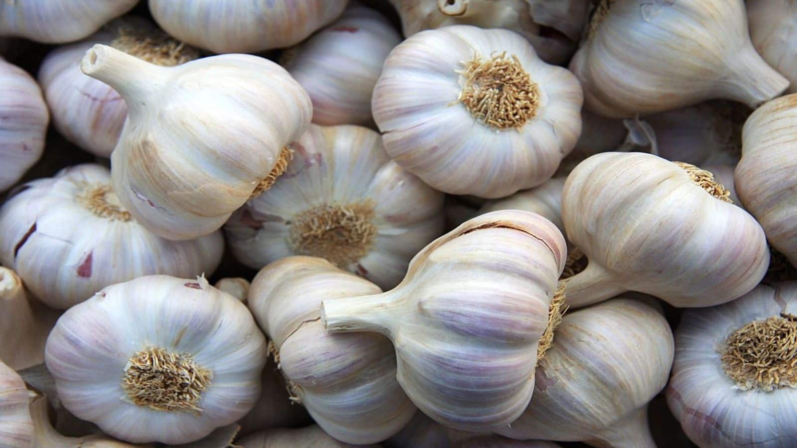 Garlic for Diabetes: डायबिटीज के मरीज ऐसे खाएं लहसुन, बिना दवा शुगर होगा कंट्रोल