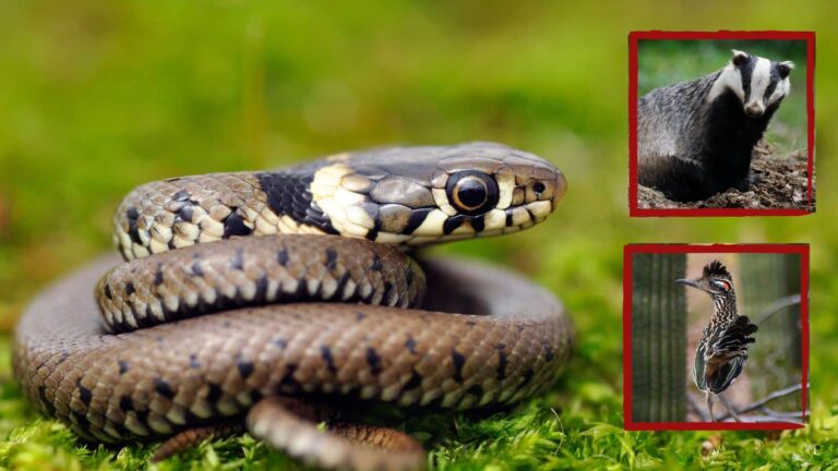 सांपों के लिए काल हैं ये 10 जानवर! जैसे ही पकड़ते हैं, पत्थर पर पटक-पटक कर सांप का हाल कर देते हैं बेहाल!