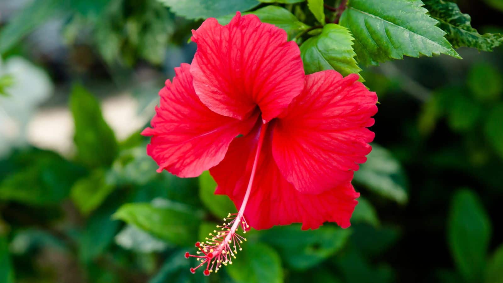 Hibiscus Flower: 5 पंखुड़ियों वाला गुड़हल का फूल करेगा ब्लड शुगर कंट्रोल, जानें सेवन का तरीका