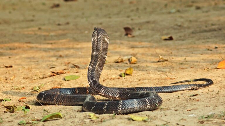 जिस सांप का जहर 15 मिनट में लेता है इंसानों की जान! उसके बारे में सुलझा 188 साल पुराना रहस्य