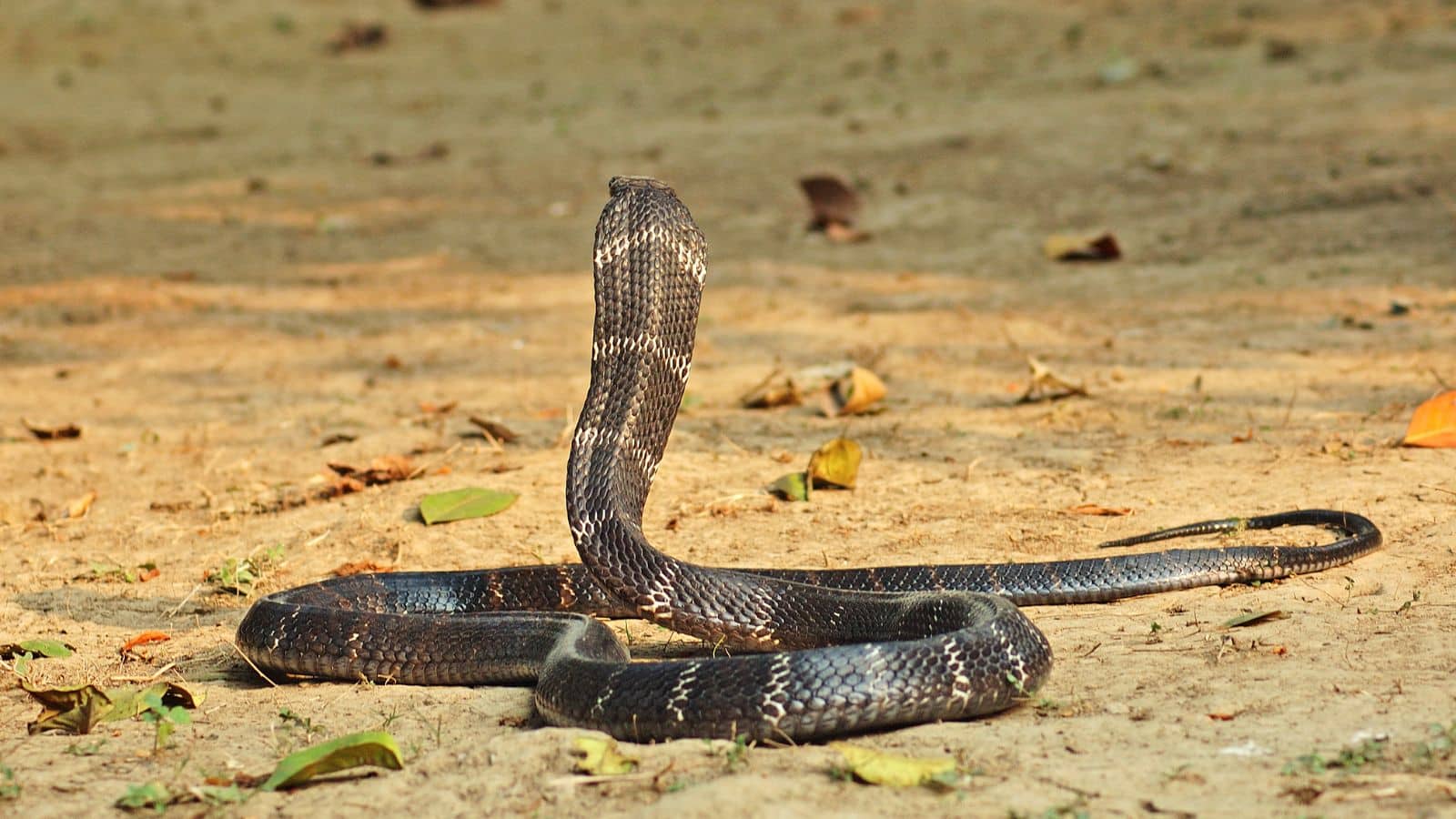 जिस सांप का जहर 15 मिनट में लेता है इंसानों की जान! उसके बारे में सुलझा 188 साल पुराना रहस्य