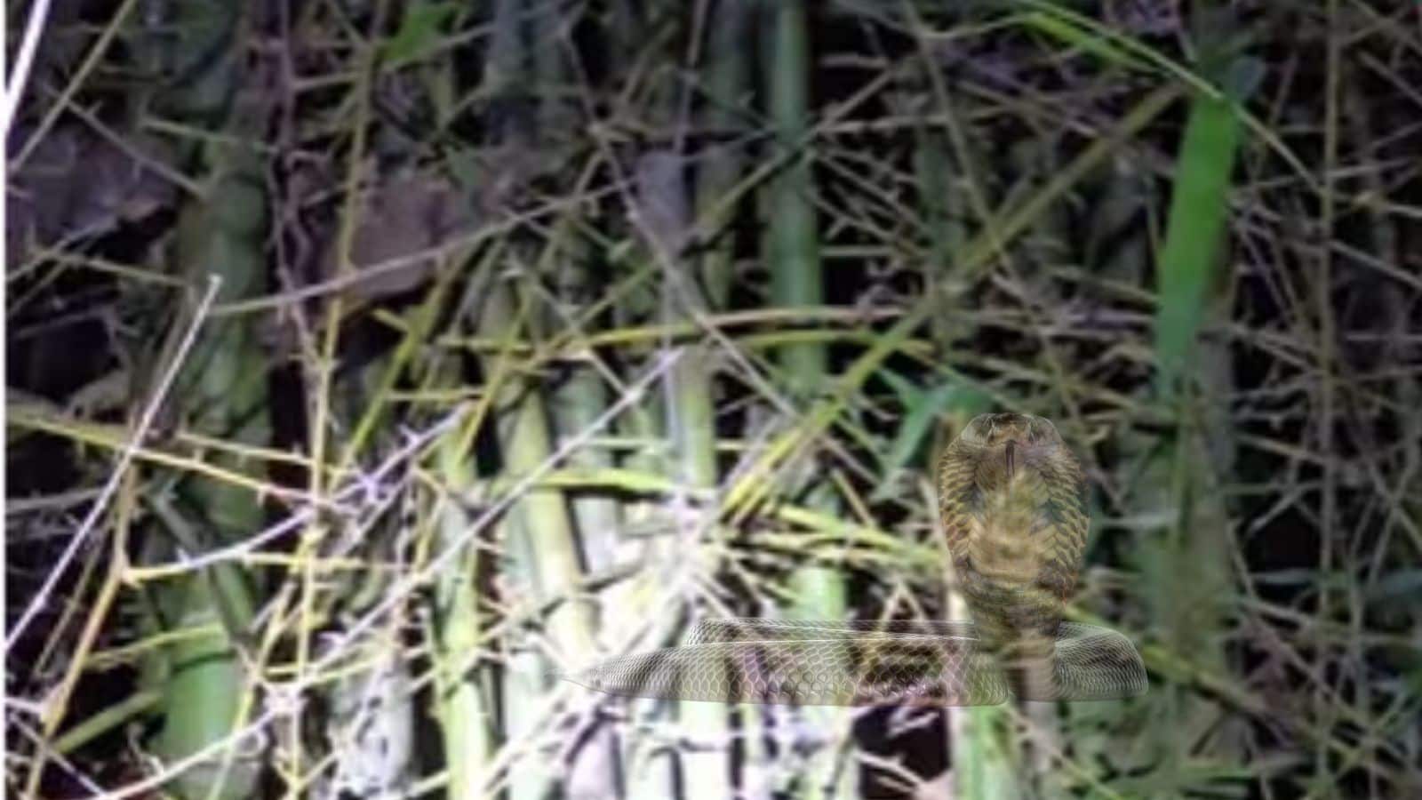 Cobra: कोबरा की चाल पड़ी उल्टी, मुर्गी को निगलने चला था...जान पर बन आई