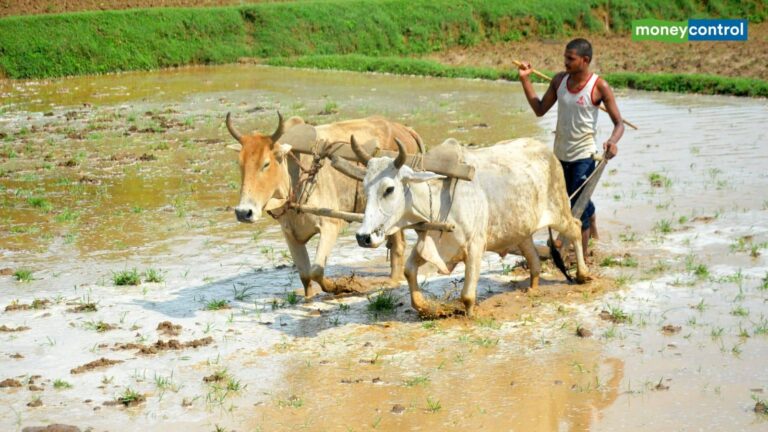 PM Kisan Yojana: सरकार कब देगी 20वीं किस्त, क्या धान की रोपाई से पहले खाते में आ जाएंगे ₹2000?