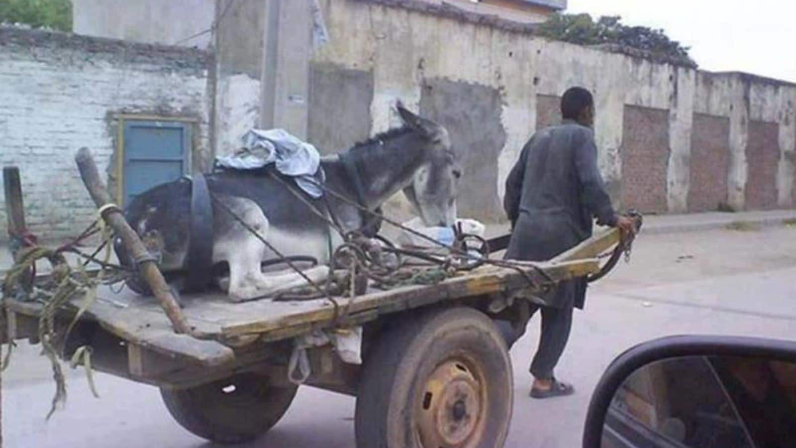 पाकिस्तानी गधों पर फिदा हुआ चीन! हाईफाई दाम देकर भी खरीदने को तैयार, ये कैसी एक्सपोर्ट स्कीम?