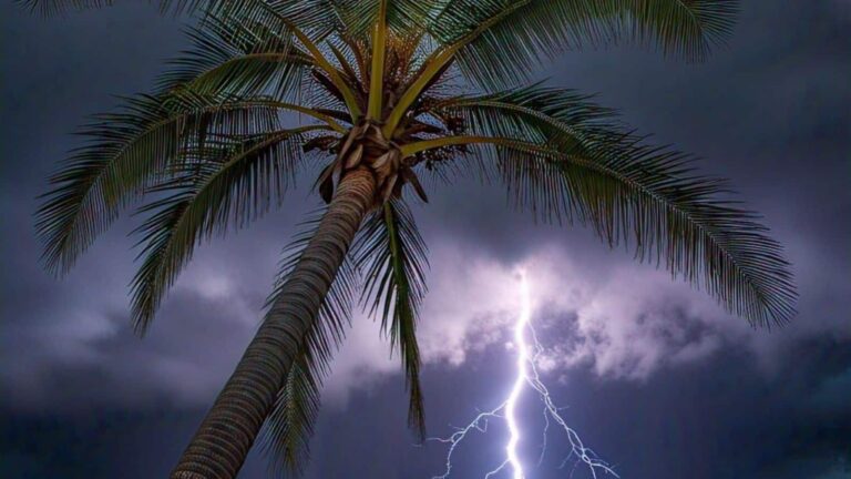 गायब होते ताड़ के पेड़ और बढ़ती मौतें! बिहार में आसमानी बिजली के कहर का यही एक बड़ा कारण?