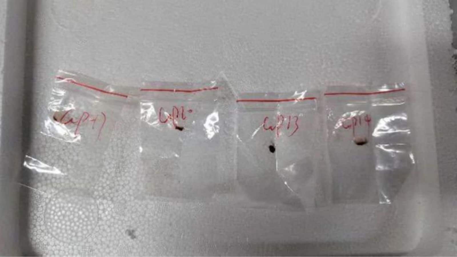 'Covid-19 से भी खतरनाक' चीन से तस्करी कर लाया जा रहा जहरीला फंगस! एक्सपर्ट ने दी सख्त चेतावनी