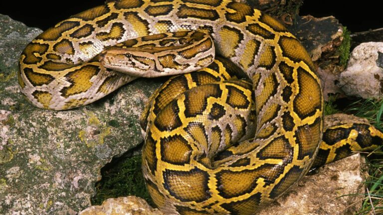 Rock Python: जहर नहीं, ताकत से लेता है जान! जानिए रॉक पाइथन की खासियत