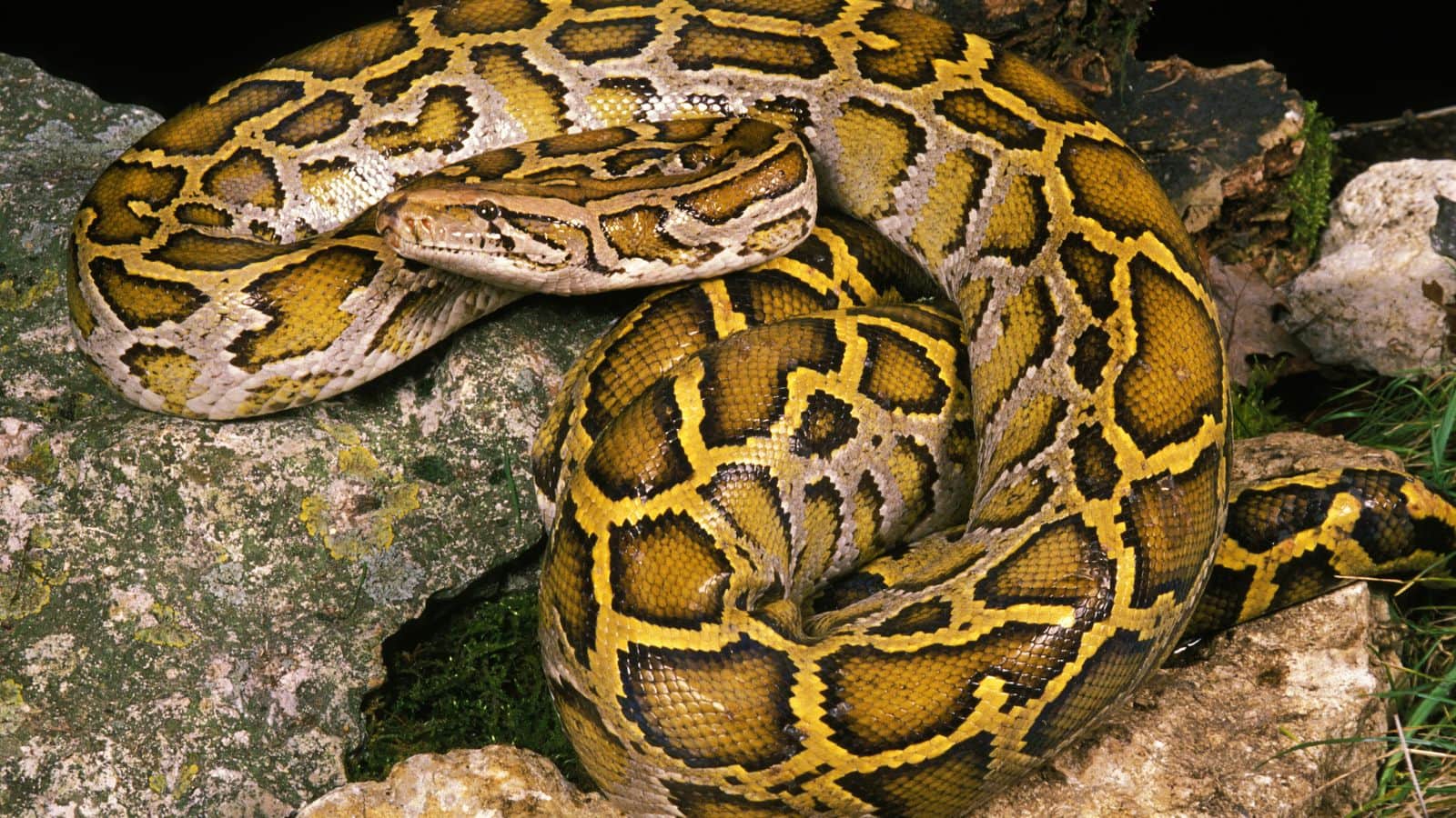 Rock Python: जहर नहीं, ताकत से लेता है जान! जानिए रॉक पाइथन की खासियत