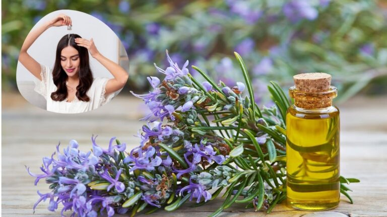Rosemary For Hair: डैंड्रफ और रूखे बालों का रामबाण इलाज है रोजमेरी ऑयल, ऐसे करें इस्तेमाल
