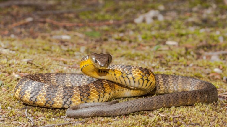 Snake News: चौंकाने वाला खुलासा! ये 7 सांप अंडों को छोड़कर सीधे बच्चे पैदा करते हैं, जानिए क्यों अपनाते हैं ये तरीका