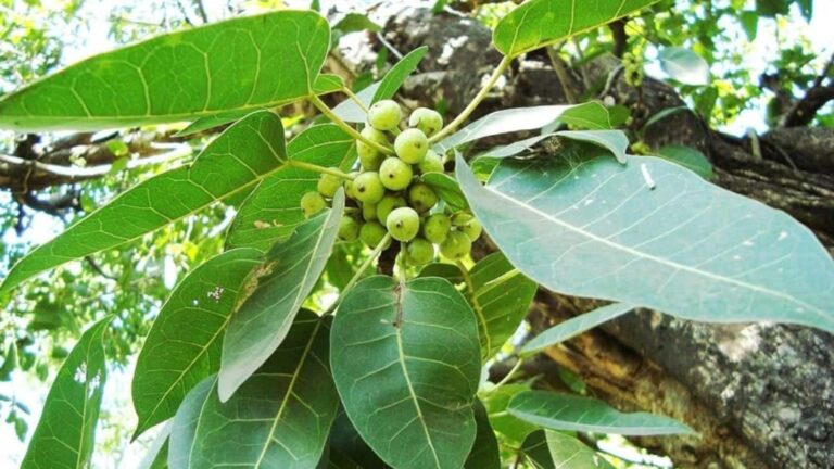 Diabetes: हड्डियों की ताकत बढ़ाए और डायबिटीज में दे राहत, जानिए पाकड़ के चमत्कारी फायदे