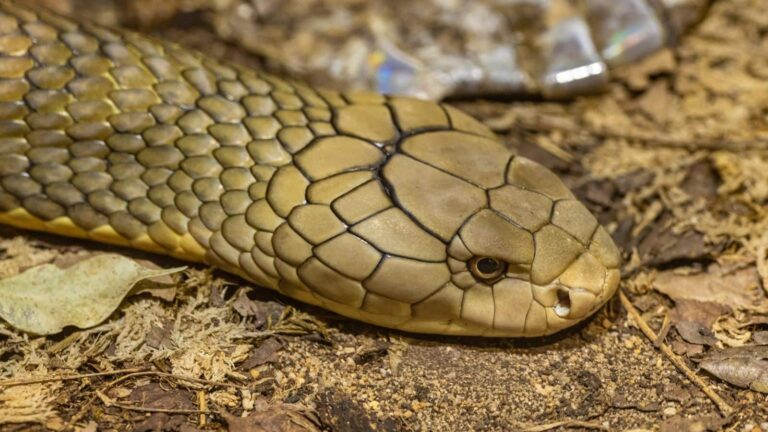 Snake: सांप का सिर काटने के बाद भी क्यों डरते हैं लोग? जानिए इसका डरावना सच