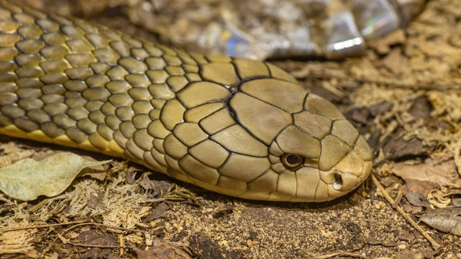 Snake: सांप का सिर काटने के बाद भी क्यों डरते हैं लोग? जानिए इसका डरावना सच