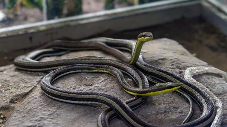 Flying Snakes: ये सांप चलते नहीं, उड़ते हैं! जानिए कैसे उड़ान भरते हैं ये खतरनाक शिकारी