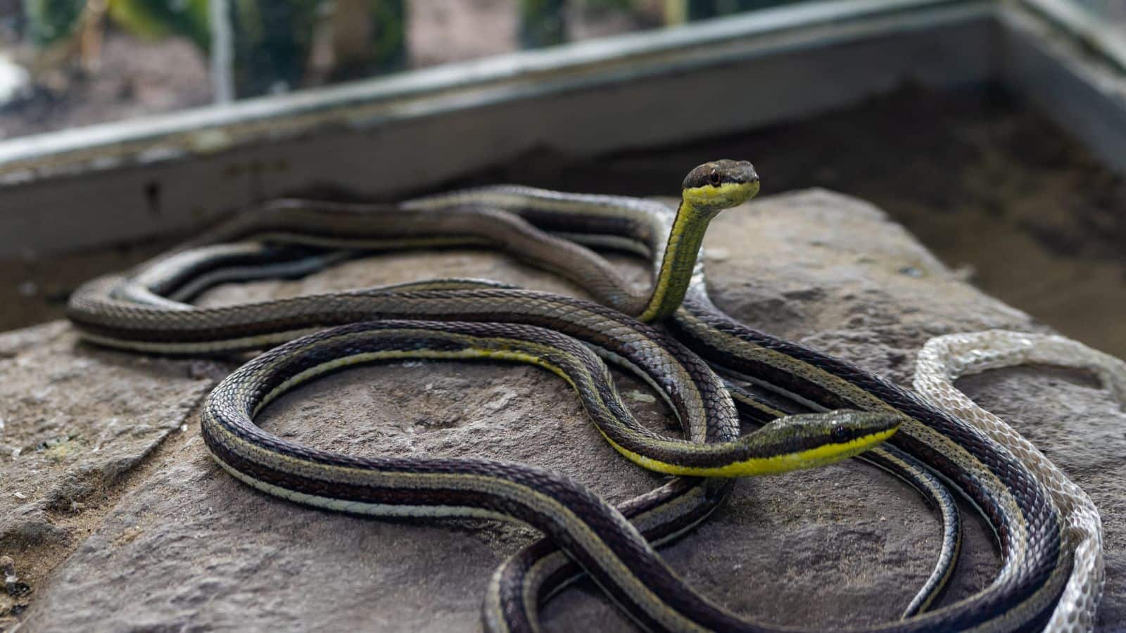 Flying Snakes: ये सांप चलते नहीं, उड़ते हैं! जानिए कैसे उड़ान भरते हैं ये खतरनाक शिकारी