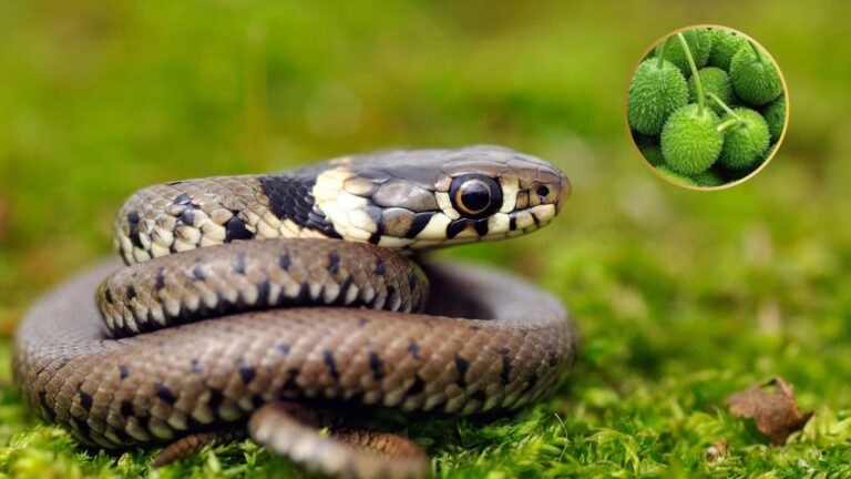 Snake Bite: क्या सच में कोई पौधा 5 मिनट में मिटा सकता है सांप का जहर? नाम जानकर रह जाएंगे हैरान