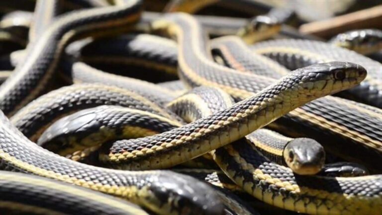 Snake News: मानसून में सांपों की नहीं चलेगी दादागिरी! लोग अपना रहे हैं ये देसी तरीका