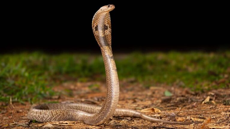Snake News: चुपचाप आता है मौत का ये फरिश्ता, करैत से बचने के लिए तुरंत करें ये काम