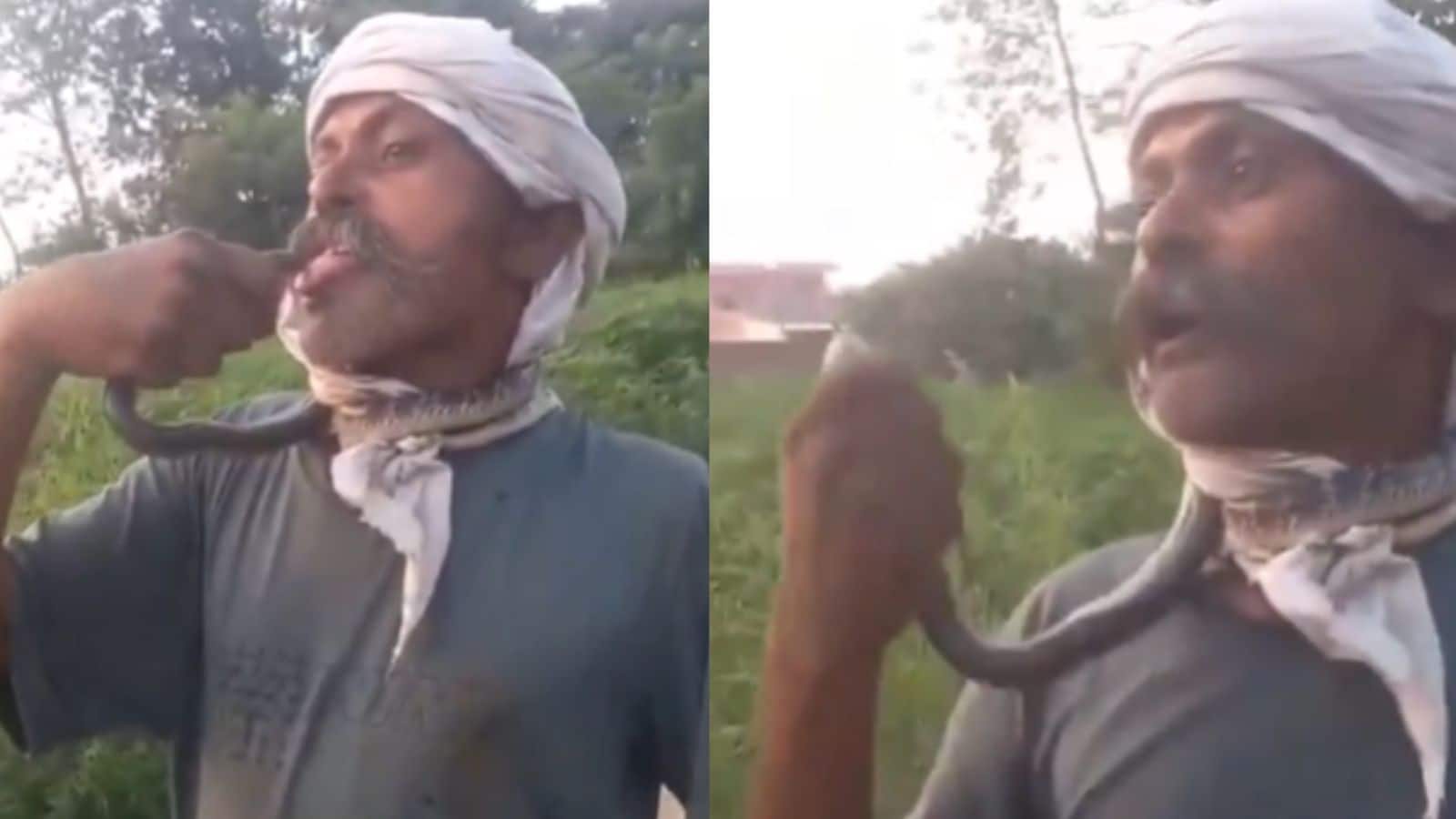 Video: मौत का Kiss! सांप के साथ होशियारी दिखाना शख्स को पड़ा भारी, हैरान करने वाला वीडियो आया सामने