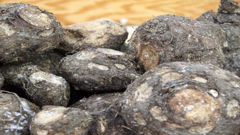 Diabetes: डायबिटीज पेशेंट्स खा लें सूरन की सब्जी, शुगर होगा काबू, मोटापा भी होगा गायब!