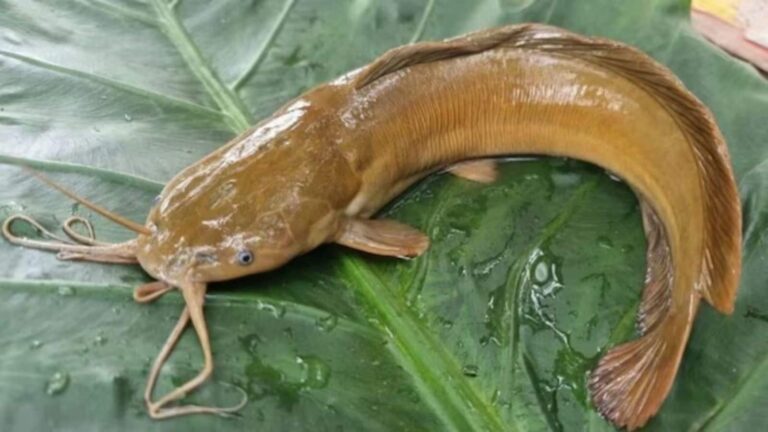 इस मछली को खाने से हो सकता है कैंसर! बैन के बावजूद धड़ल्ले से बिक रही जानलेवा कैटफिश