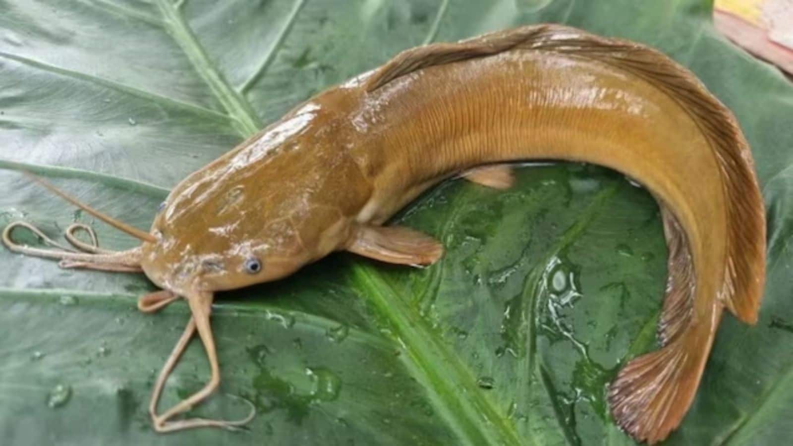 इस मछली को खाने से हो सकता है कैंसर! बैन के बावजूद धड़ल्ले से बिक रही जानलेवा कैटफिश