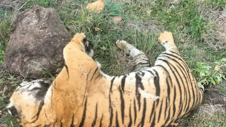 टाइगर से गाय की मौत का बदला लेने के लिए शख्स ने रची खौफनाक साजिश, फिर पांच बाघों की मिली लाश