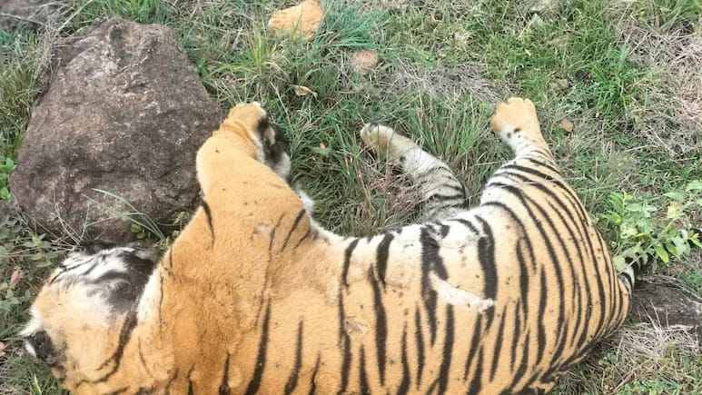 टाइगर से गाय की मौत का बदला लेने के लिए शख्स ने रची खौफनाक साजिश, फिर पांच बाघों की मिली लाश
