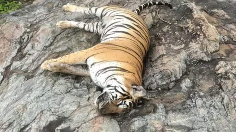 Tigers Dead in Karnataka: कर्नाटक में एक ही दिन में 5 बाघों की मौत से हड़कंप! जहर दिए जाने की आशंका, जांच शुरू