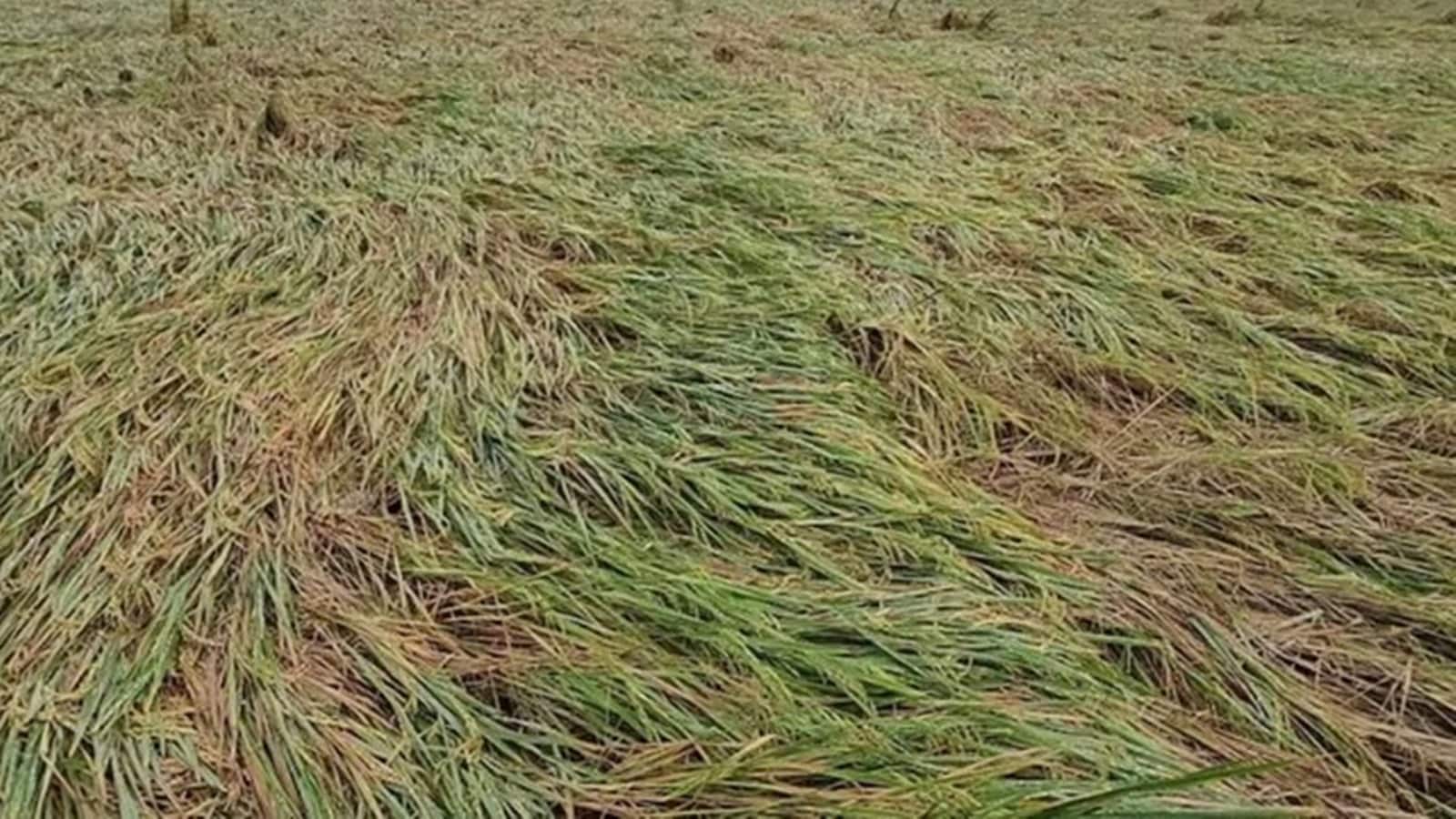 ओलों से बर्बाद हुए किसानों की मदद के लिए आगे आई राजस्थान सरकार, मंजूर किया ₹239 करोड़ का फंड