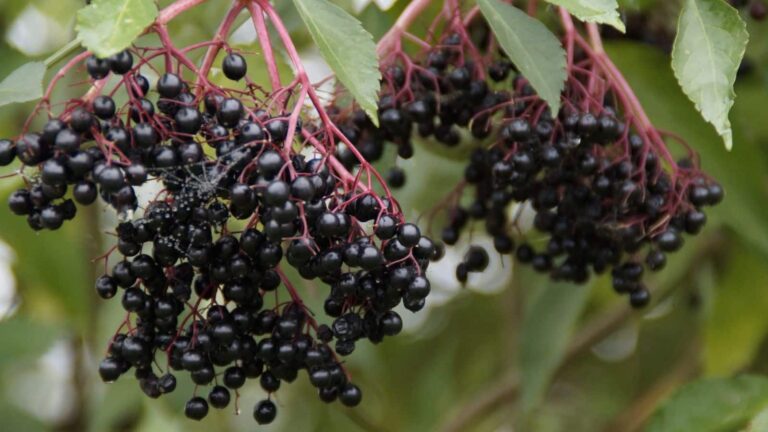 Elderberry benefits: जुकाम, खांसी और स्किन के लिए वरदान है ये छोटा सा फल, जानिए इसके अनगिनत फायदे