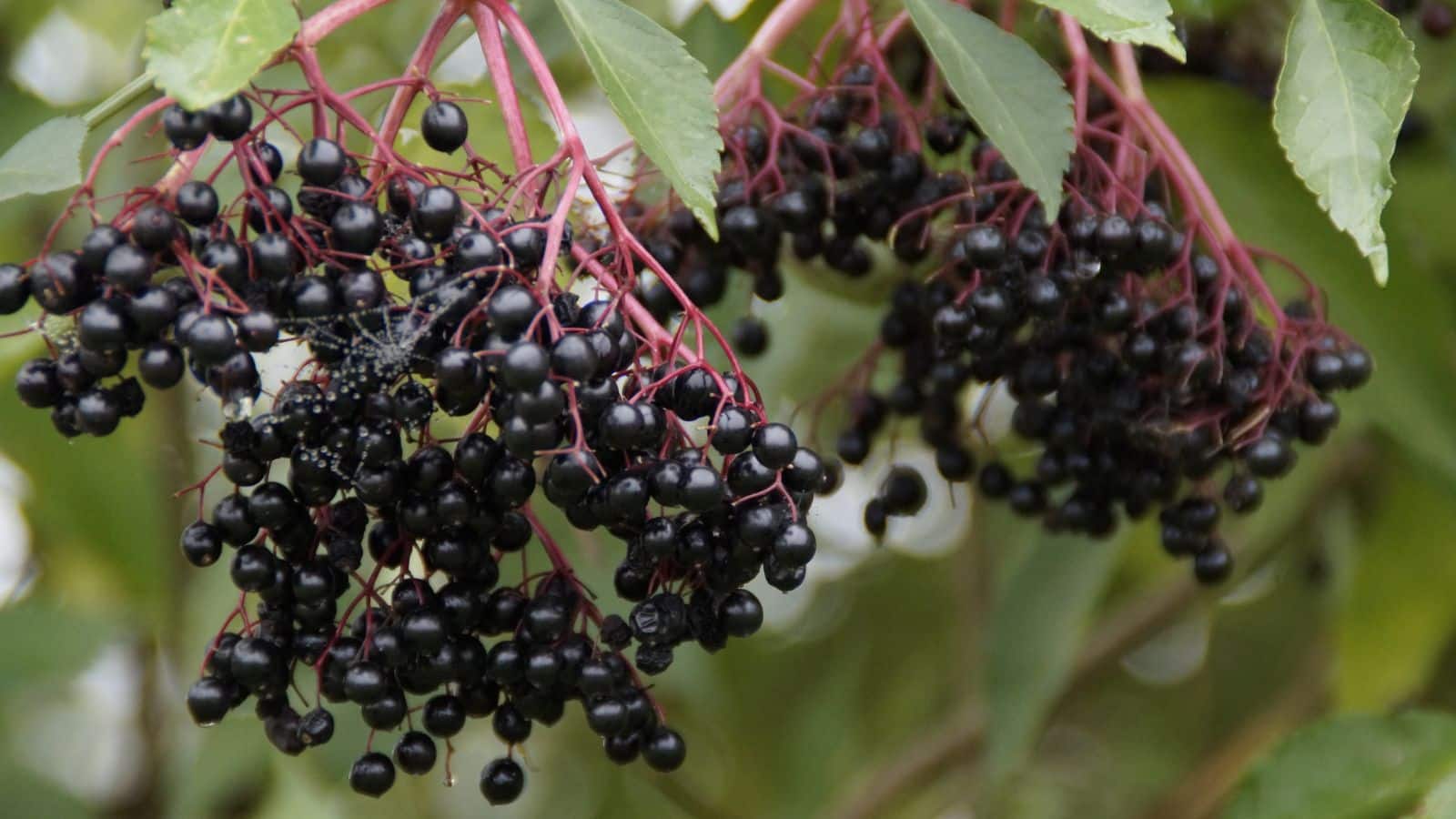 Elderberry benefits: जुकाम, खांसी और स्किन के लिए वरदान है ये छोटा सा फल, जानिए इसके अनगिनत फायदे