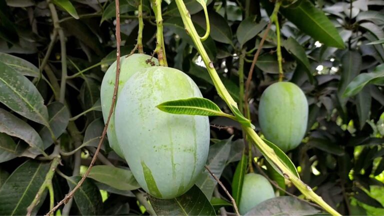 Langda mango: नाम सुनते ही सब हंसते हैं, लेकिन ‘लंगड़ा आम’ की कहानी सुनकर चौंक जाएंगे!