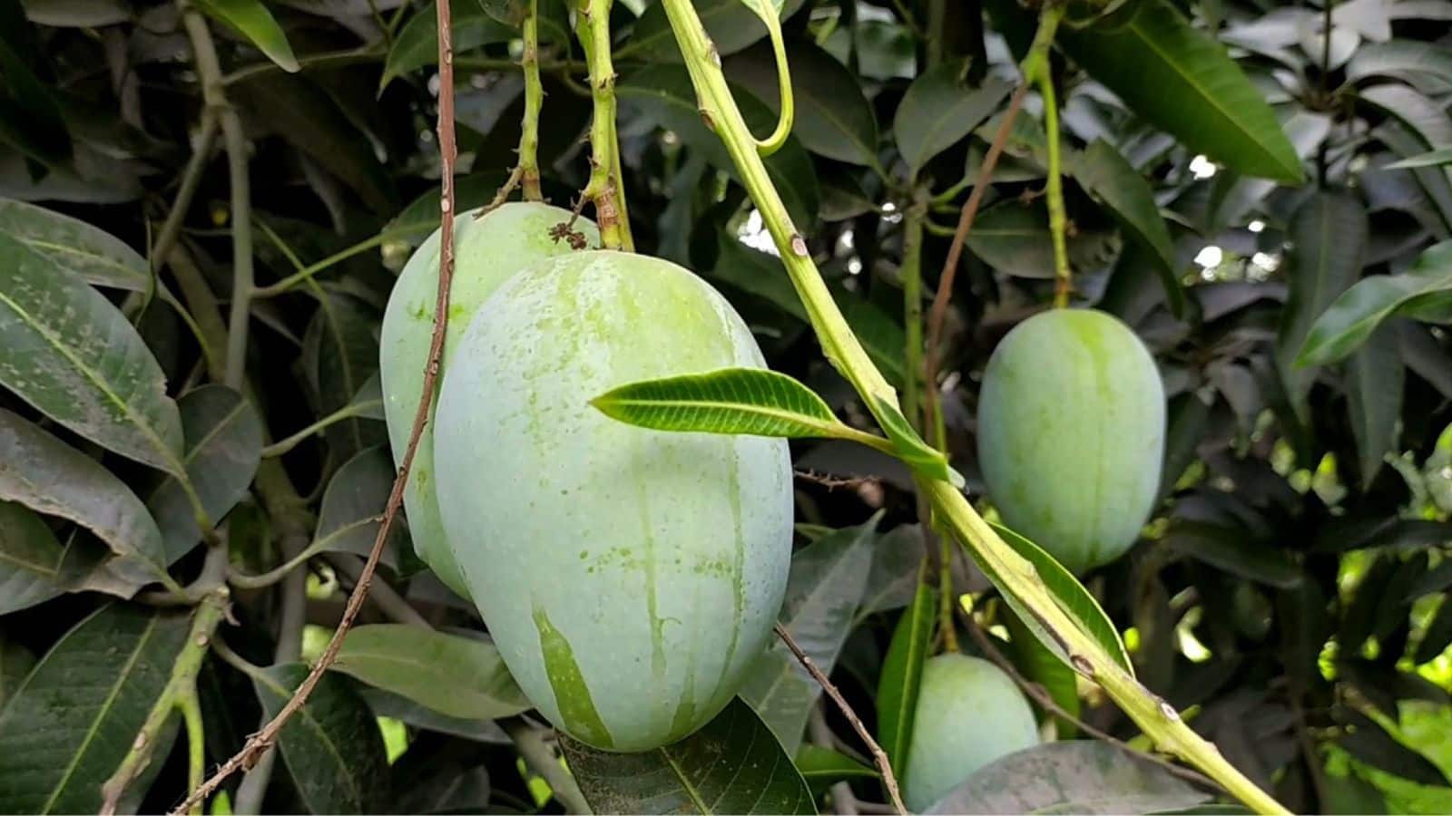 Langda mango: नाम सुनते ही सब हंसते हैं, लेकिन ‘लंगड़ा आम’ की कहानी सुनकर चौंक जाएंगे!