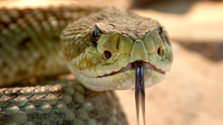 Snake Safety Tips: मानसून में जंगल घूमने का प्लान? इन टिप्स को नहीं माना तो सांप से हो सकता है खौफनाक सामना