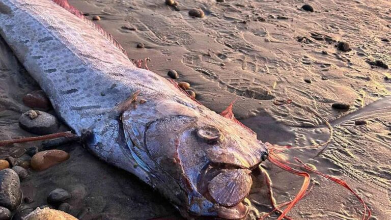 Doomsday Fish: क्या सच में तबाही लाती है ‘डूम्सडे फिश’? जानें नाम के पीछे की रहस्यमयी वजह!