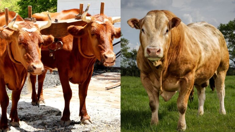 सांड़ और बैल में क्या फर्क है? जानिए वो राज जो किताबों में नहीं मिलेगा!