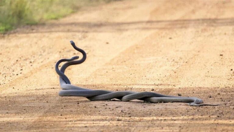 Black Mamba: जान पर खेलकर प्यार जीतने की जंग, लेकिन जहर का इस्तेमाल जीरो! वजह आपको हैरान कर देगी