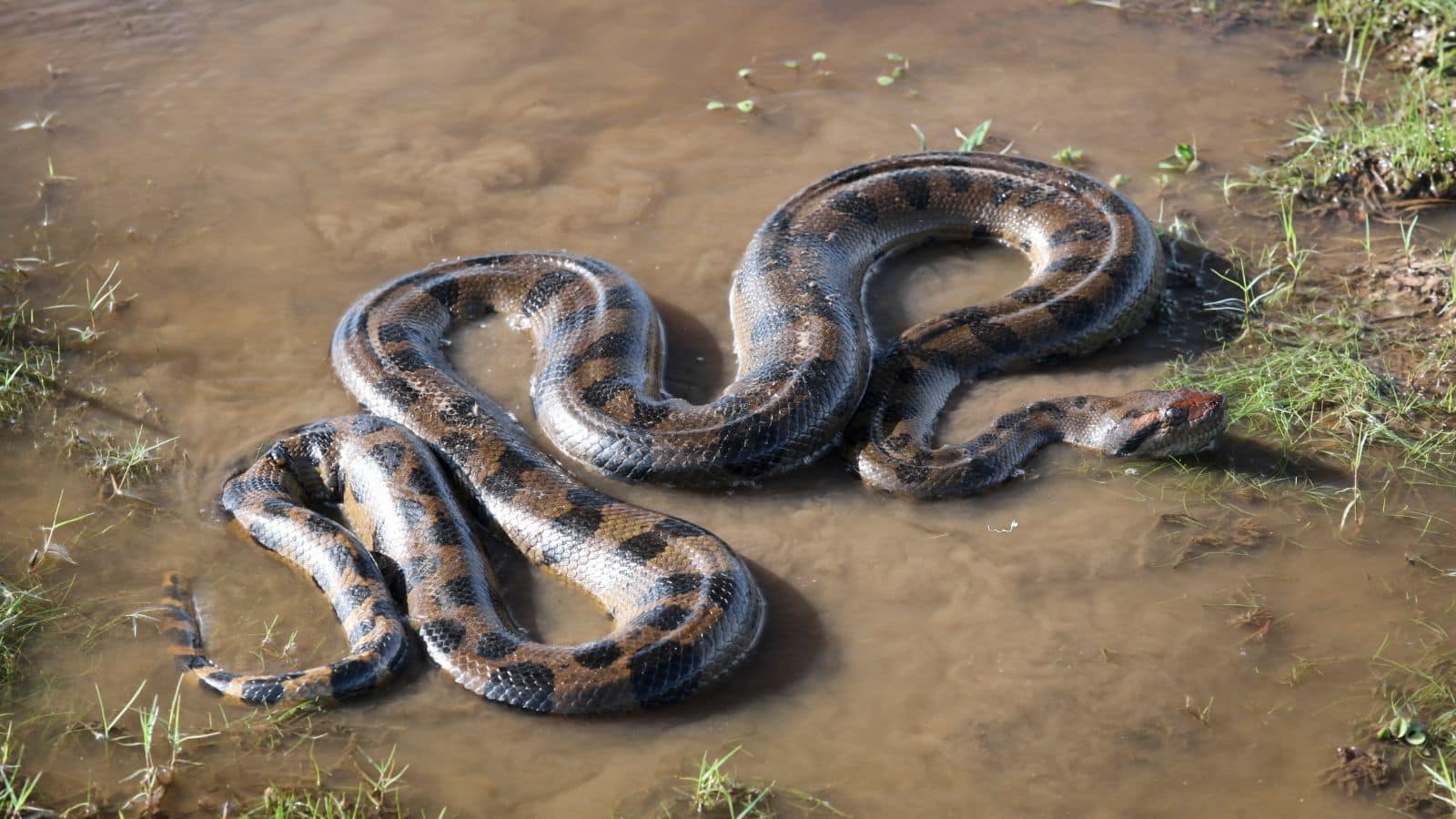 Snake Attack Case: शख्स के बिस्तर में घुसे दो खतरनाक सांप, सुबह मौत का मंजर देख हर कोई दंग!