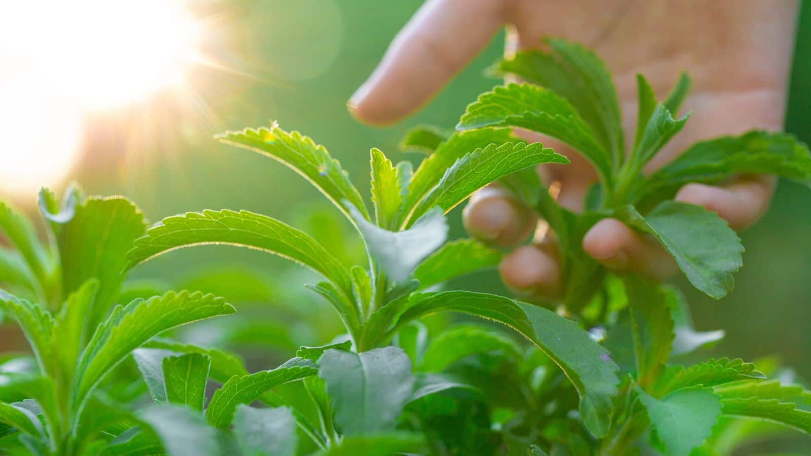 Stevia Plant: शुगर के मरीजों के लिए वरदान है यह मीठा पौधा, आसानी से उगाएं घर में